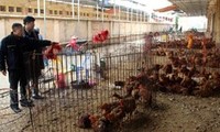 Tăng cường phòng, chống dịch cúm gia cầm A (H7N9) và A (H5N1)